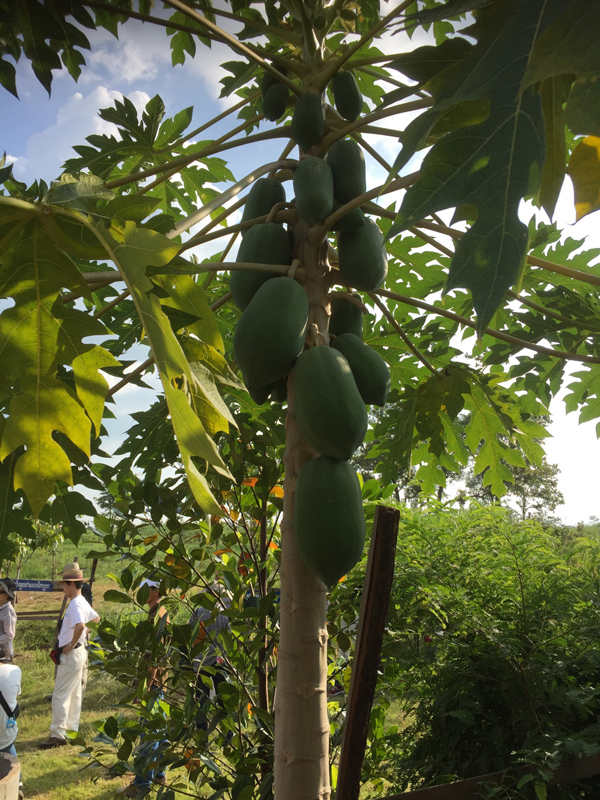 三年前に植樹したマンゴーにこんなにも大きな実がなりました。